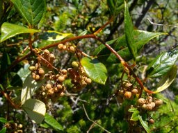 Searsia tomentosa ripe fruit